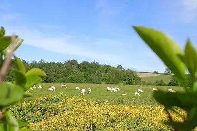Image de Gîte des Palmiers, Ferienwohnung, Ameugny - Taizé. jusqu'a 3 ou 4 personnes.