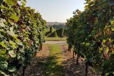 Image de Weingut & Gästehaus Nagel - Holiday apartment with 3 bedrooms