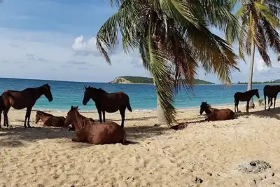 Image de Vieques beach house Walk to the beach, tour & pier