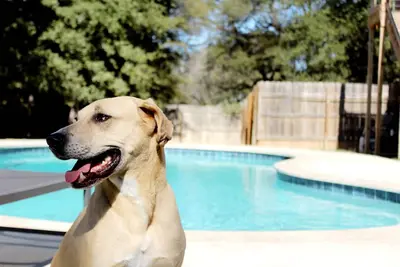 Image de Texas Evergreen Oasis Waco/Silos/Baylor: Pool, Spa, PingPong, Pets on 1/3 acre