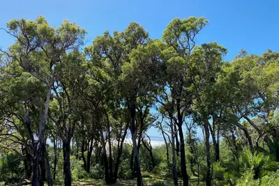 Image de Phoenix Cottage Bastion Point