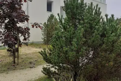 Image de Green Patio Przy Sosnowym Lesie