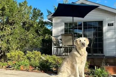Image de Dog Friendly Beach Cottage within a mile of town & 7 Lake Michigan beaches