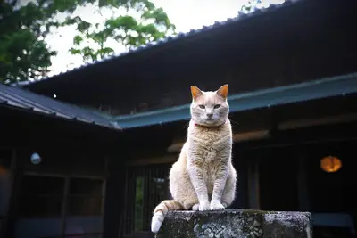 Image de Rental 100yearold beautiful heathered house M - Whole building rental / Hamamatsu Shizuoka