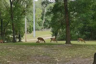 Image de Fun Fawn Woodland Retreat