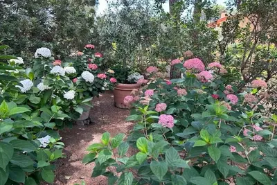 Image de English Rose Villa