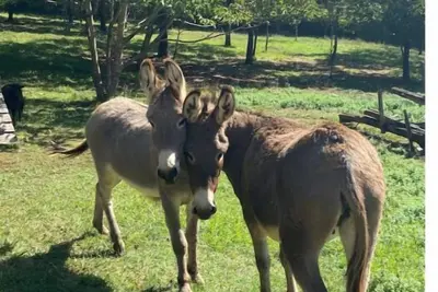 Image de Alessentiel - Gîte 2 personnes - Dordogne