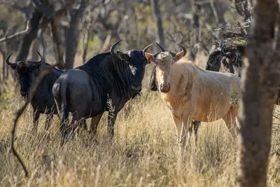 Image de Waterberg Game Park