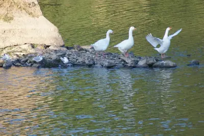 Image de Le gîte des Pêcheurs au calme à 5 mn de Terra Botanica