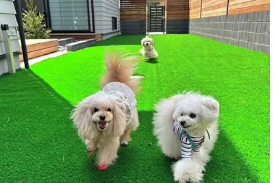 Image de Koya Tribe Villa Kawaguchiko with dog run Dogs 2 / Minamitsuru-gun Yamanashi