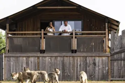 Lodge d'observation des Loups - 2