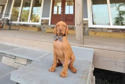 Image de Red Dog Farms Modern Studio Apt