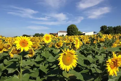 Image de Chez Eaux de Vie - Beautiful newly converted barn for 4 - overlooking vineyards!