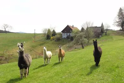 Image de Ferme de lamas et de Maine Coons dans un endroit isolé à Biederbach 3 chambres
