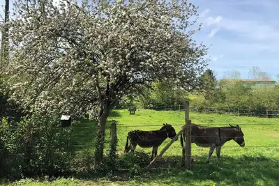 Image de Le gîte des ânes du Sancerrois