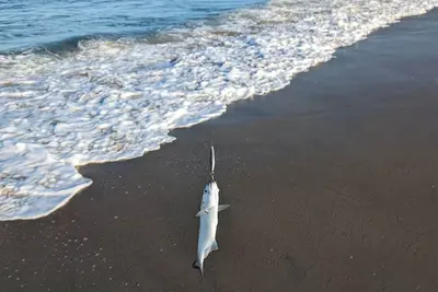 Image de Your ultimate Outer Banks retreat: fishing, beach fun, and scenic adventures.