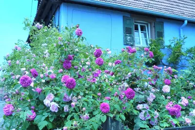 Image de Authentique maison alsacienne avec magnifique jardin