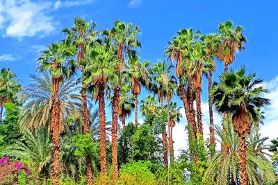 Image de Superbe Apt Face aux Jardins Majorelle, rue Ysl!