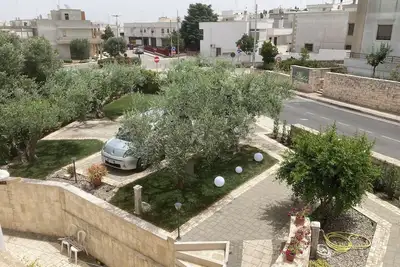 Image de The five olive trees