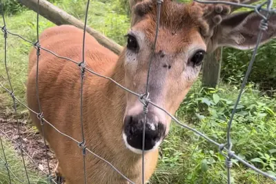 Image de Charming “Deer Haven  Cottage ” 2-bedroom house, extra amenities, in Hayward.
