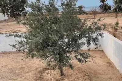 Image de Séjournez dans un charmant hébergement à Djerba, face à la mer