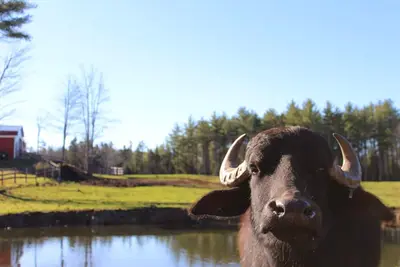 Image de Glamping at Maine Water Buffalo Farm