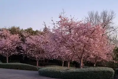 Cherry Blossom Paradise