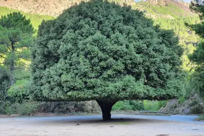 Image de La parenthèse zen