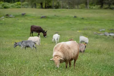 Image de Hudson Valley Farm Getaway- West/Llama Lover Lane