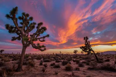 Image de Private Desert Oasis in the Heart of Joshua Tree!