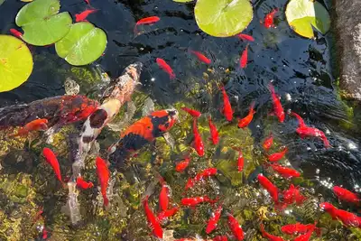 Image de Firefly Pond/Koi Pond/ Tranquil Backyard