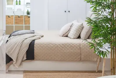 Image de Vlc  Host - Manya Bajo B