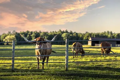 Image de Cattle Drive Suite @ Driftwood Ranch - a Horse and Cattle Ranch - White Lake, Ny