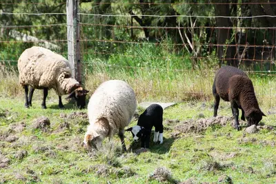 Image de Hunter Valley Luxury Farm Stay with Stunning Mountain Vistas