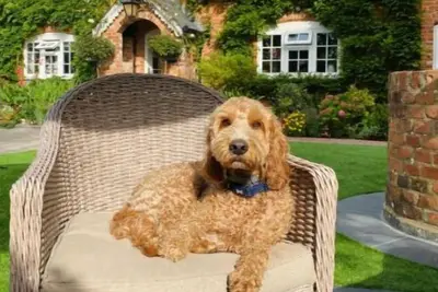 Image de Little Woodside a beautiful New Forest self contained private luxury annexe