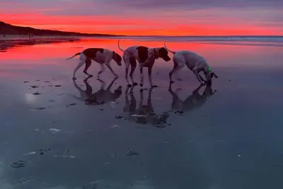Image de Paws By The Sea - The Pawfect Escape