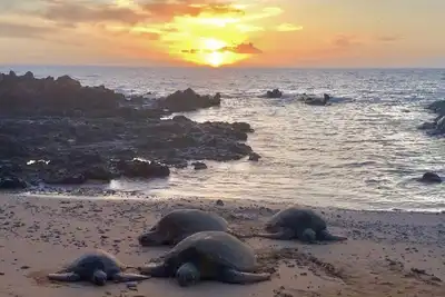 Image de Honu Sunset Steps to the Beach!