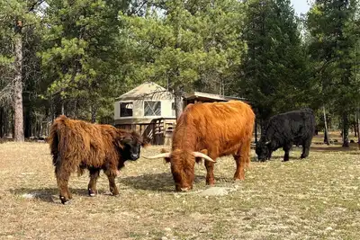 Image de Luxury Lakeside Yurt on Farm with Scottish Highland Cattle