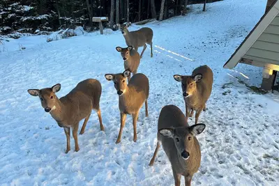 Image de Shamrock w2 queen beds. Pet friendly and Ski out. You’ll feel lucky!