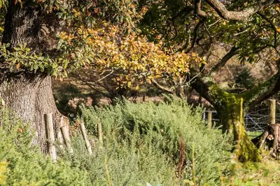 Image de Crib y Nantlle - a snowdonia that sleeps 4 guests in 2 bedrooms