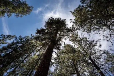 Image de Entire cozy 3-bedroom cabin in nice Big Bear Lake with WiFi and Hot Tub