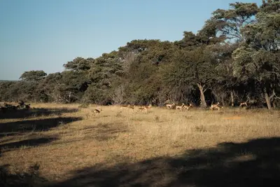 Image de Mmakuba Private Game Lodge, Suite Supérieure 5