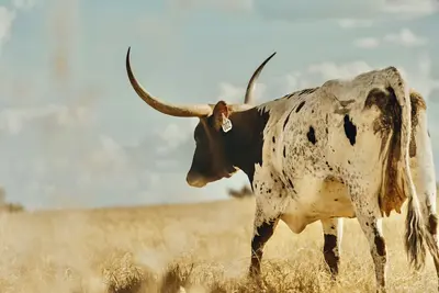 Image de Longhorn Ranch Casita