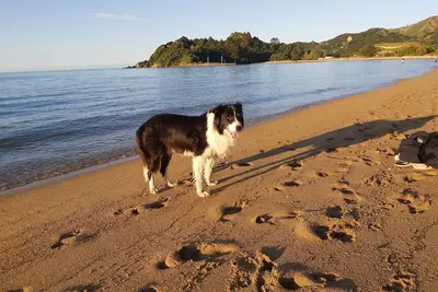 Image de Ruru at Ligar Bay