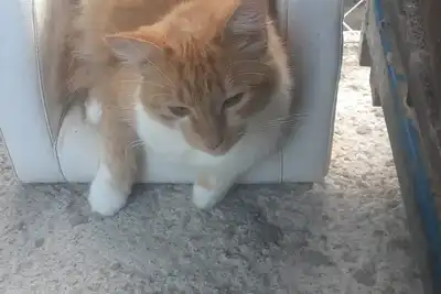 Image de Cat boarding 🐱 Travel