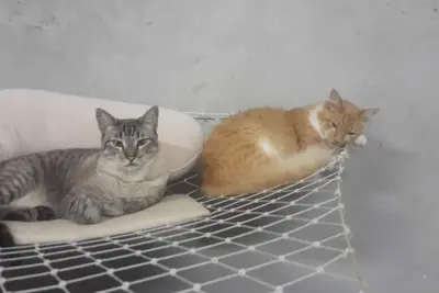 Image de Cat boarding 🐱 🐱 🐱 are you going to travel, leave your little friend here and have fun