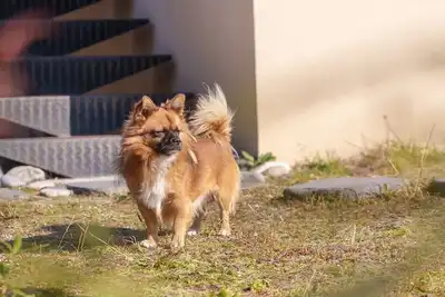 Image de Gyeongju Clearmorning Petfriendlypension