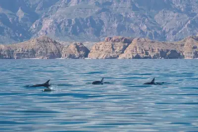 Image de Unforgettable Loreto Escape: Oceanfront Views & Luxury Comfort