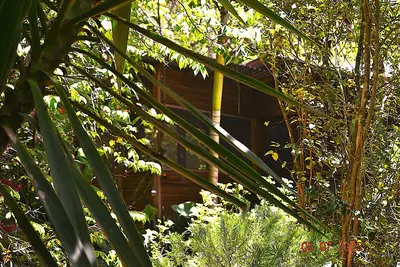 Image de Wild & Wonderful – Oasis familiale « ressemblant à une jungle » à San Ignacio, Belize