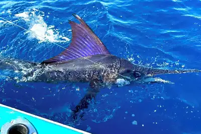 Image de Luxury Oceanfront 2br Suite, Fishing Tournament Week, Cabo San Lucas, Oct 19-26